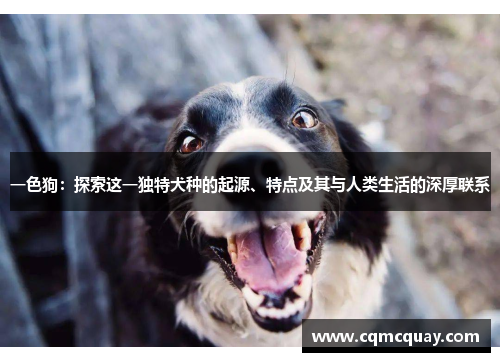 一色狗:探索这一独特犬种的起源、特点及其与人类生活的深厚联系 一色狗:探索这一独特犬种的起源、特点及其与人类生活的深厚联系